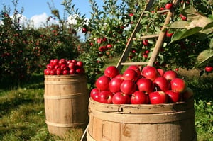 apples in barrels at orchard
