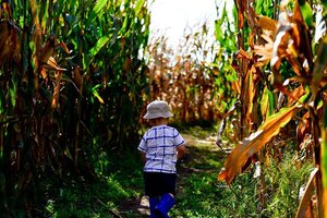 young child walking through corn maze