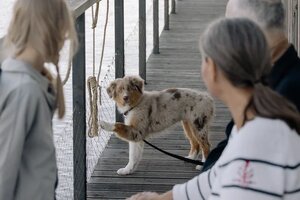 older couple looking at pet dog on a dock